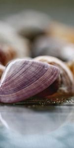 Macro,Shine,Brilliance,Surface,Shells,Glass