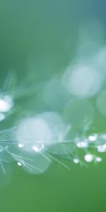Macro,Shine,Light,Branch,Drops,Glare,Brilliance
