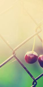 Macro,Shine,Light,Branch,Fence,Cherry,Grid