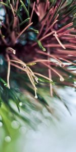 Macro,Shine,Light,Branch,Spruce,Fir