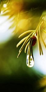 Macro,Shine,Light,Branch,Spruce,Fir,Drop