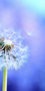 Macro,Brillar,Luz,Niebla,Vuelo,Diente De León