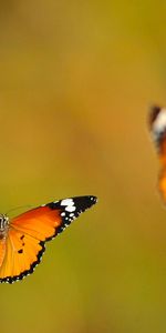 Macro,Luz,Vuelo,Engrasado,Manchada,Brillar,Mariposas