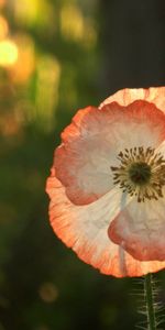 Macro,Shine,Light,Flower,Petals