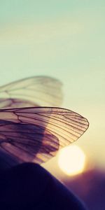 Macro,Shine,Light,Glare,Butterfly