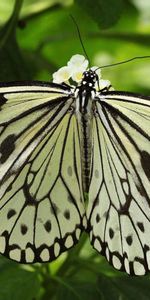 Macro,Shine,Light,Insect,Form,Wings,Leaves,Butterfly