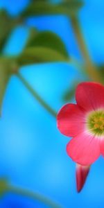 Macro,Shine,Light,Leaves,Flower,Background