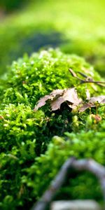 Macro,Shine,Light,Moss,Plant,Background