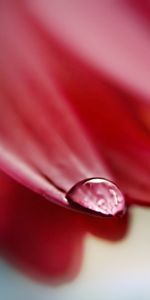 Macro,Shine,Light,Petals,Dew,Drops