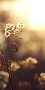 Macro,Shine,Light,Plant,Branch,Background