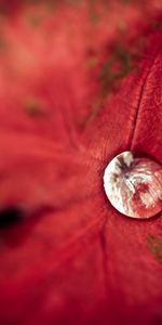 Macro,Shine,Light,Sheet,Leaf,Drop,Background