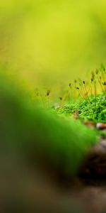 Macro,Shine,Light,Surface,Shadow,Moss,Grass