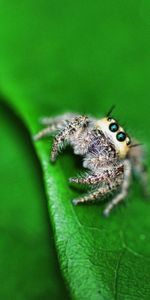 Macro,Shine,Light,Surface,Sheet,Leaf,Spider,Eyes