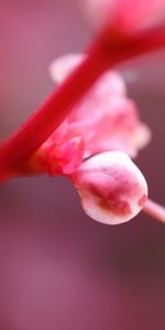 Macro,Shine,Pink,Flower,Plant,Light