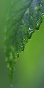 Macro,Shine,Sheet,Leaf,Moisture,Light,Carved,Form