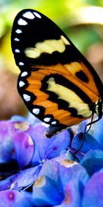 Asseoir,S’Asseoir,Beau,Belle,Sur Les Fleurs,Macro,Papillons