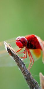 Macro,Sit,Branch,Insect,Dragonfly