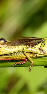 Herbe,Asseoir,S’Asseoir,Sauterelle,Des Bâtons,Bâton,Macro,Insecte