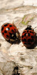 Macro,Sit,Pair,Ladybugs,Insects,Couple