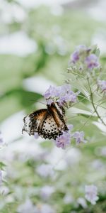 Lisse,Fermer,Fleur,Flou,Gros Plan,Macro,Papillon