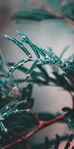 Macro,Smooth,Branch,Blur,Plant,Leaves
