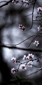 Macro,Smooth,Branches,Dark,Blur,Bloom,Flowering