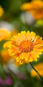 Flor,Macro,Suave,Cama De Flores,Parterre,Borrosidad