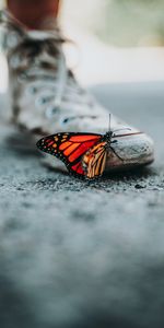 Macro,Sneakers,Blur,Smooth,Shoes,Butterfly