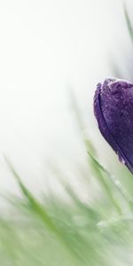 Macro,Snowdrop,Crocus,Blur,Smooth