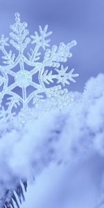 Macro,Snowflake,Snow,Winter,Form,Pattern