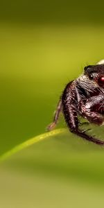 Macro,Araña,Ojos