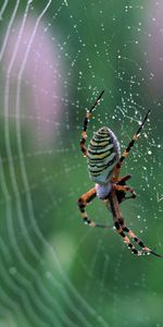 Macro,Drops,Araignée,Web