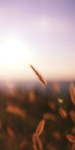 Macro,Spikelet,Grass,Plant