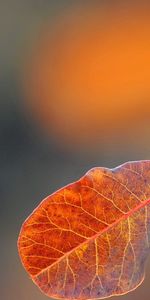 Macro,Spots,Greased,Sheet,Leaf,Stains,Background,Blurred