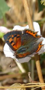 Macro,Spotted Chervonets,Chervonets Spotted,Flower,Butterfly