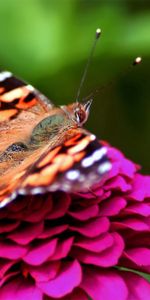 Rosa,Macro,Manchado,Mariposa,Rosado