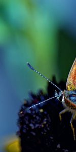 Macro,Spotted,Spotty,Antennae,Tendrils,Wings,Butterfly