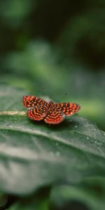 Macro,Spotted,Spotty,Insect,Close Up,Wings,Butterfly