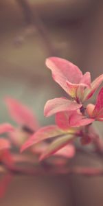 Macro,Spotted,Spotty,Plant,Bright,Branch,Background