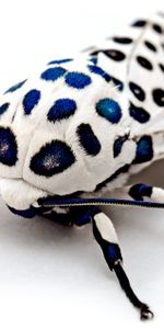 Macro,Spotted,Spotty,Surface,Insect,Wings