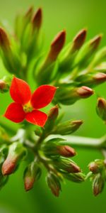 Planter,Tige,Plante,Fleur,Macro