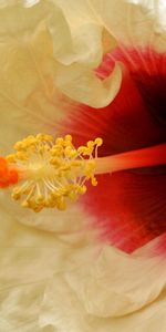 Macro,Stamens,Flower