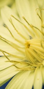 Macro,Stamens,Flower,Color,Background