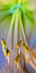 Macro,Stamens,Petals,Flower