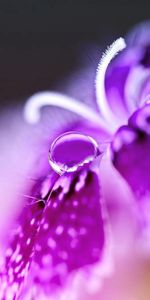 Macro,Stamens,Petals,Lilac,Flower