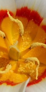 Macro,Stamens,Pollen,Petals,Flower