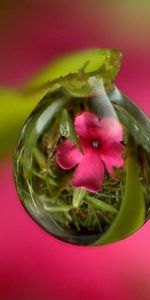 Macro,Stem,Stalk,Drop,Reflection,Flower