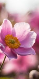 Macro,Stem,Stalk,Field,Flower