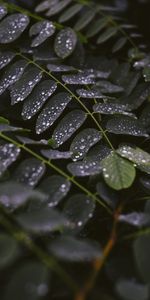 Macro,Stem,Stalk,Leaves,Drops