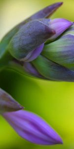 Macro,Stem,Stalk,Petals,Flower